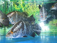 Vol 126 宮崎に棲息する幻の大魚 アカメ Staff Blog 宮崎 ホームページ制作 磁