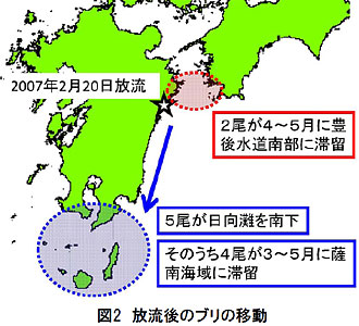 図2 放流後のブリの移動
