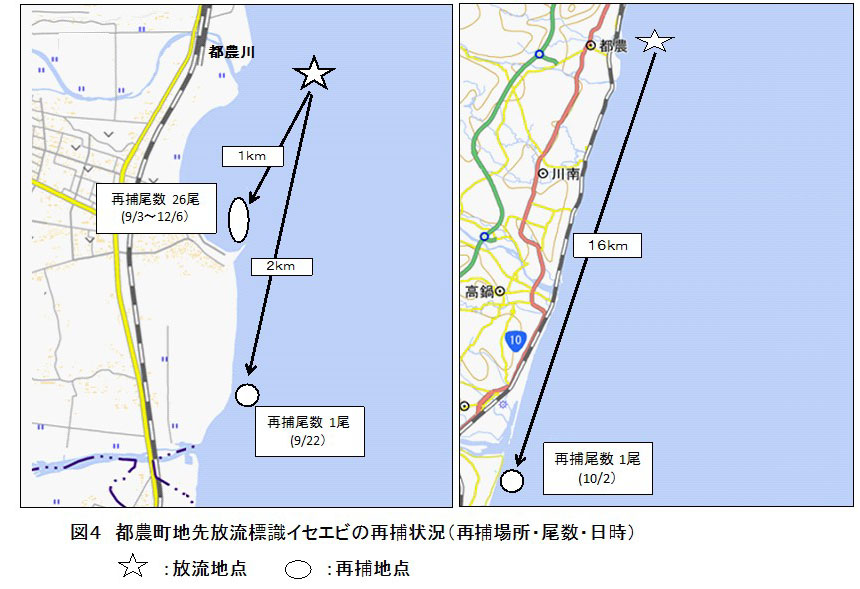図4:都農町地先放流標識イセエビの再捕状況