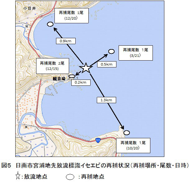 図5:日南市宮浦地先放流標識イセエビの再捕状況